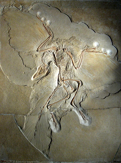Archaeopteryx fosili berlin numunesi
