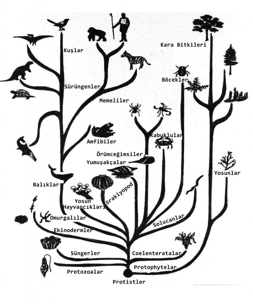 evrim ağacı